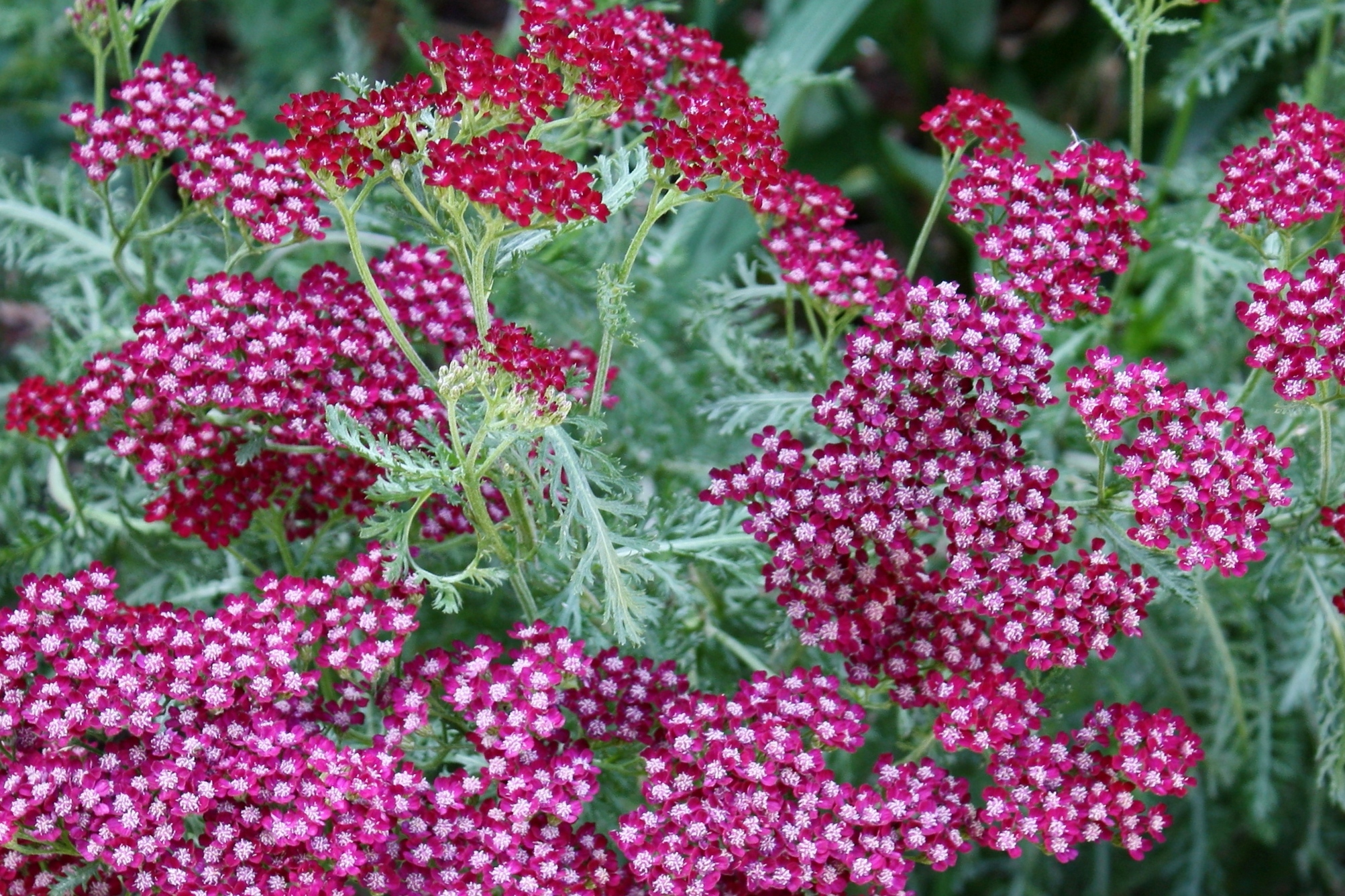Achillea millefolium 'Summerwine'